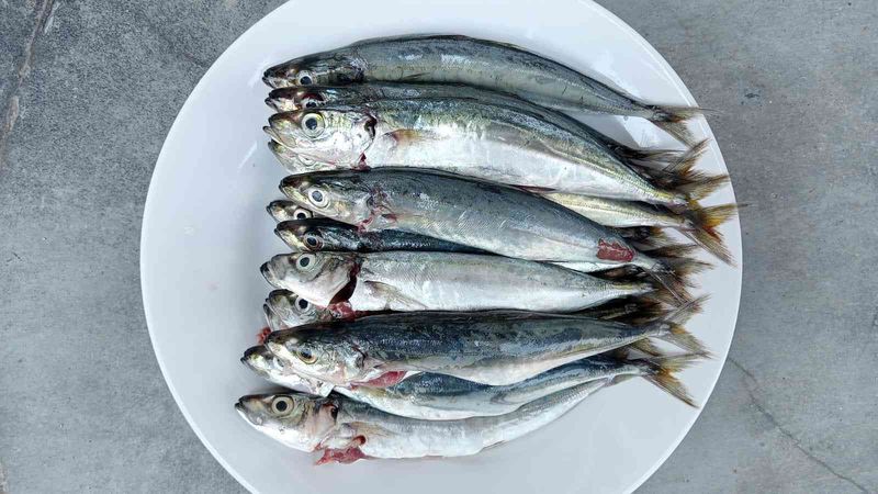 Ikan Segar - Abu