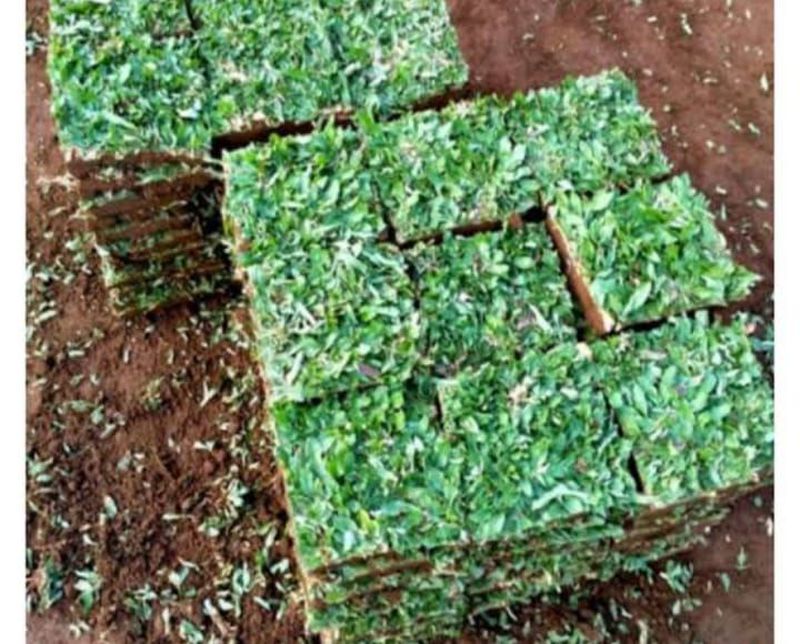 Rumput Gajah Manila