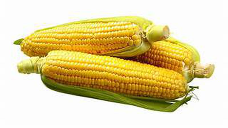 jagung