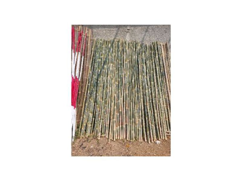 Bambu