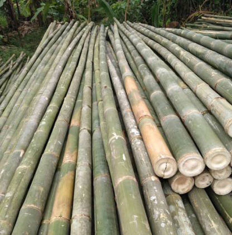 Bambu