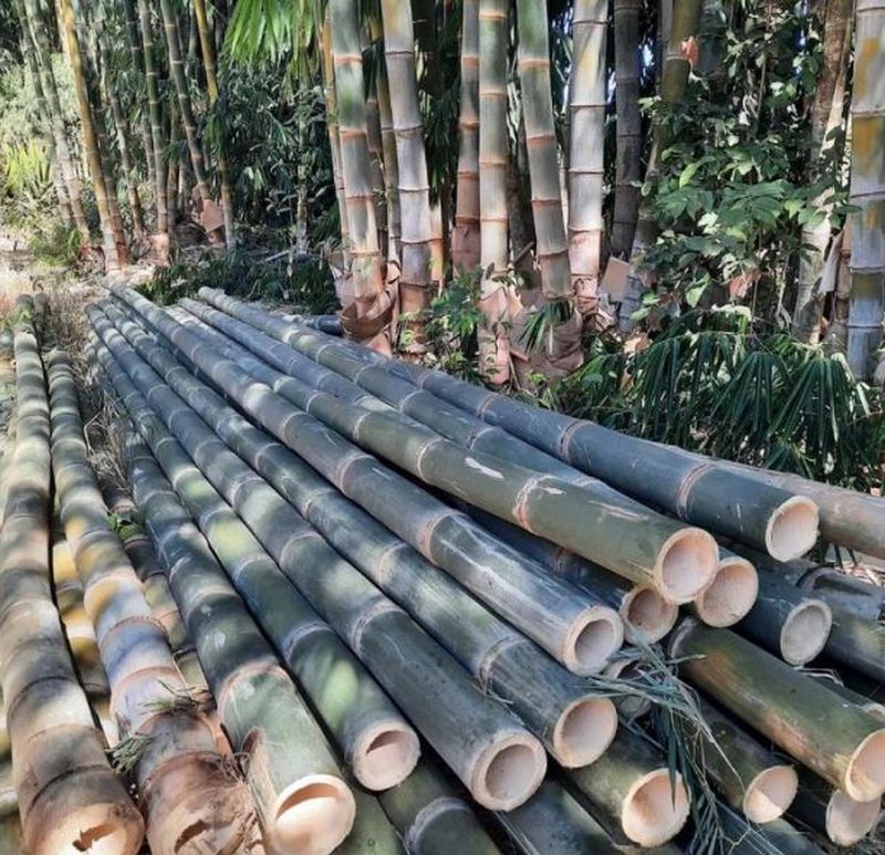 Bambu