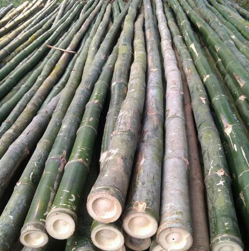 Bambu