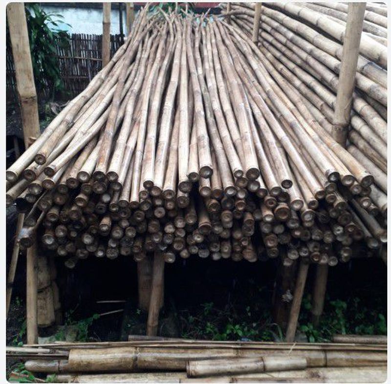 bambu