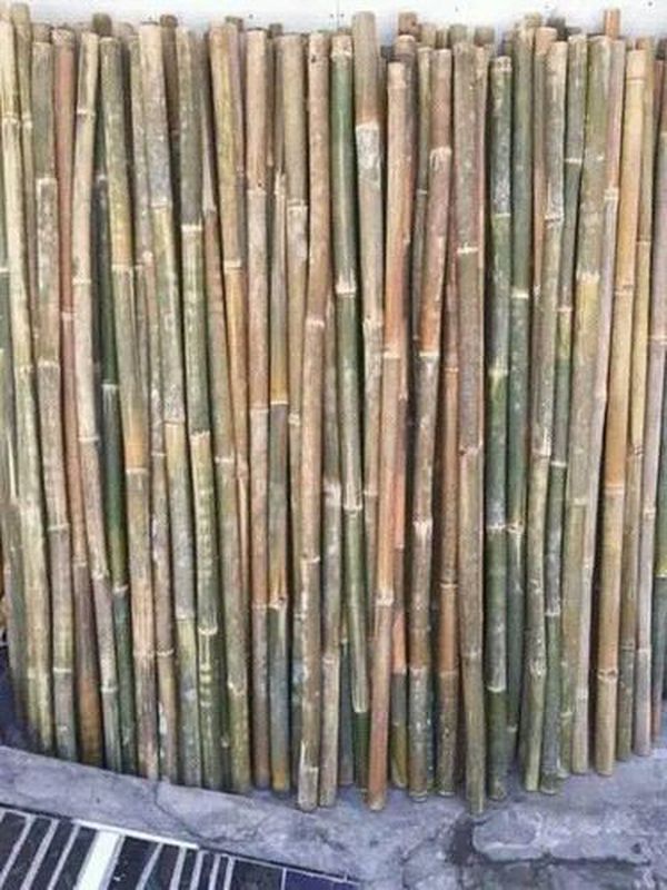 Bambu