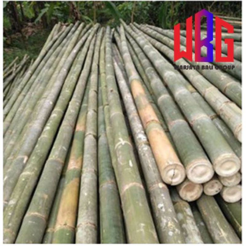 Bambu 4 m