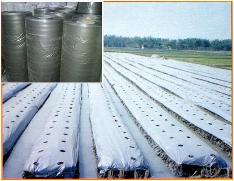 PLASTIK MULSA