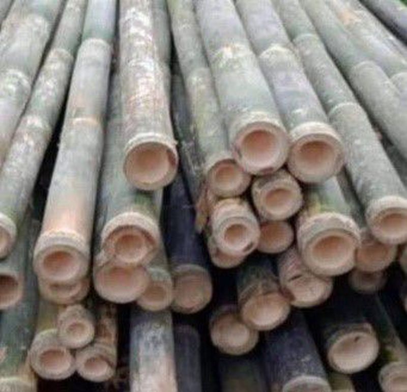 Bambu