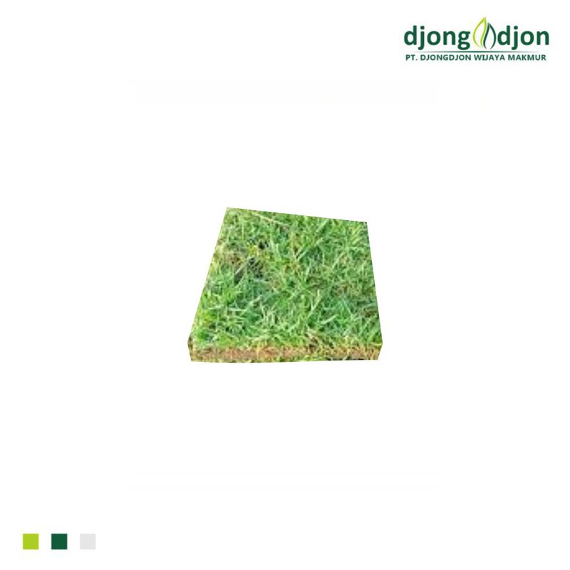 Rumput Gajah Mini