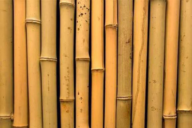Bambu