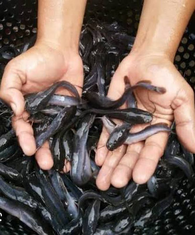 Benih Ikan Lele