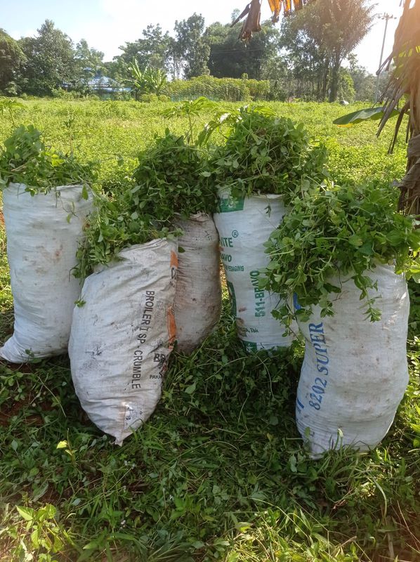 RUMPUT