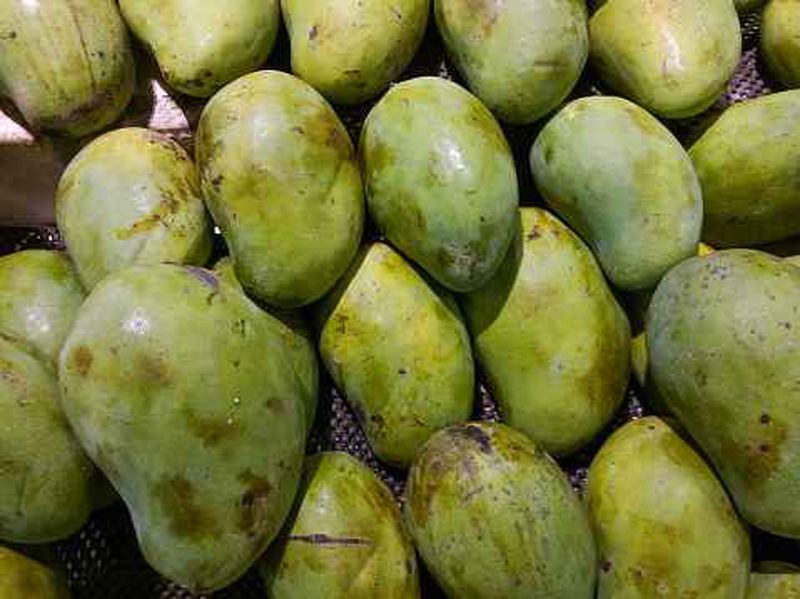 Mangga