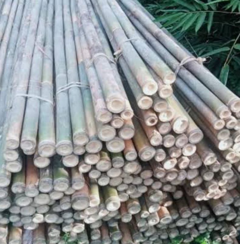 Bambu