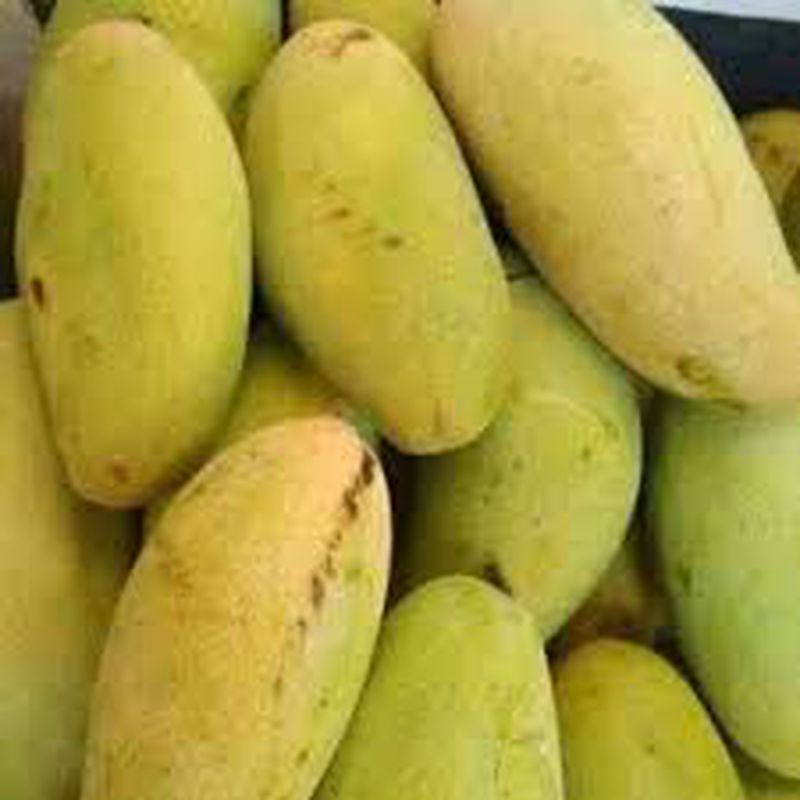Mangga