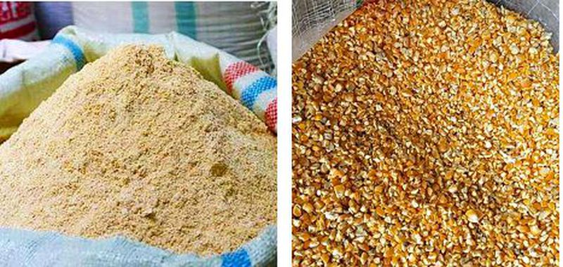 Bahan Praktik Penyusunan Ransum Ayam (Bekatul, jagung)