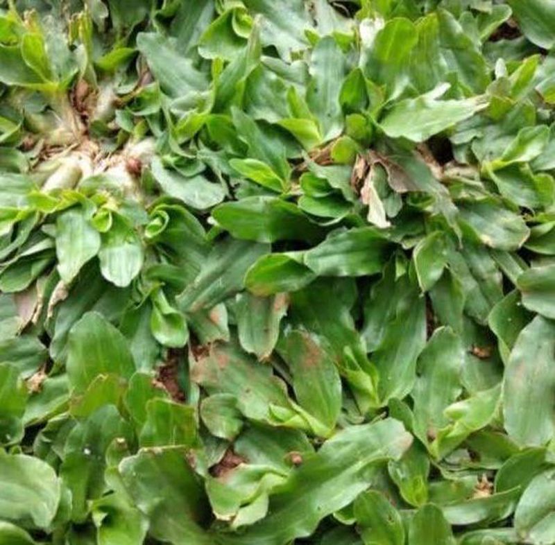Rumput Mutiara