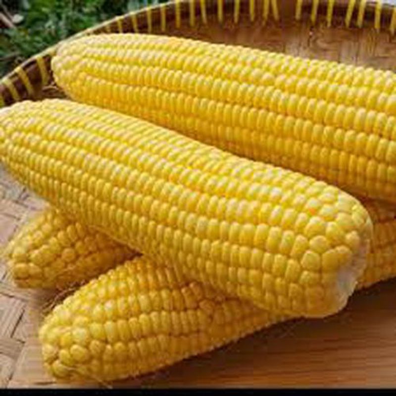 Jagung