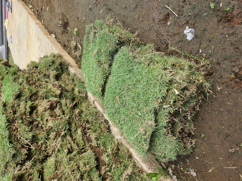 Rumput Jepang / Rumput Manila