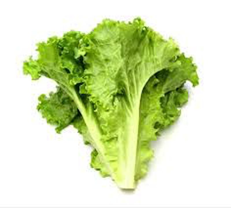 Daun Selada